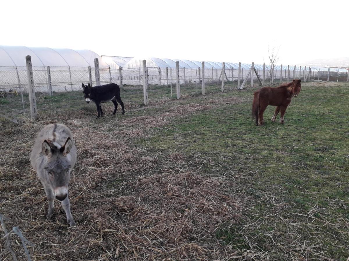 Agriturismo Torre Cristina Aprilia Zewnętrze zdjęcie